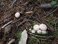 Lycoperdon perlatum image