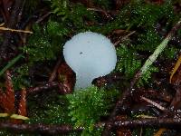 Pseudohydnum gelatinosum image