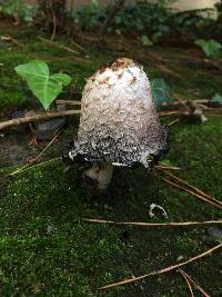 Coprinus comatus image