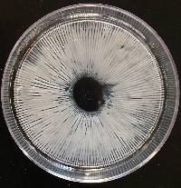 Thumbnail image of current specimen
