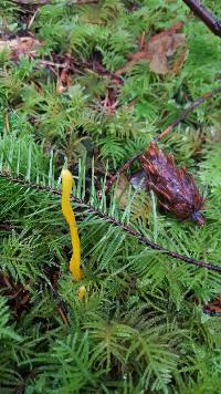 Clavulinopsis laeticolor image