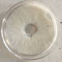 Thumbnail image of current specimen