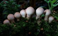 Lycoperdon pyriforme image