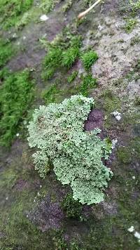 Phaeophyscia rubropulchra image
