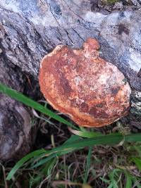 Pycnoporus coccineus image