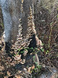 Trametes versicolor image