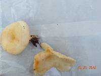 Media resource of Lactarius zonarius