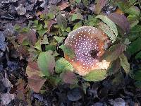 Amanita muscaria image