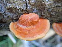 Pycnoporus coccineus image