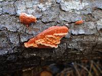 Pycnoporus coccineus image
