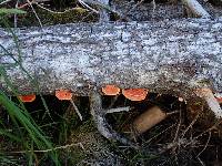 Pycnoporus coccineus image