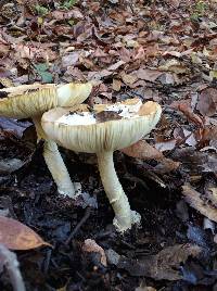 Amanita calyptroderma image