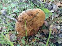 Suillellus amygdalinus image