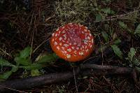 Amanita muscaria image