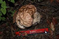 Calvatia craniiformis image