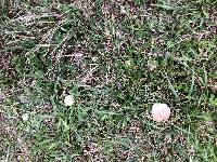 Agaricus xanthodermus image