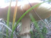 Amanita muscaria image