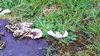 Trametes versicolor image