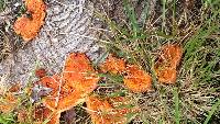 Pycnoporus coccineus image