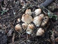 Coprinellus micaceus image