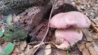 Boletus eastwoodiae image