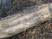 Trametes versicolor image