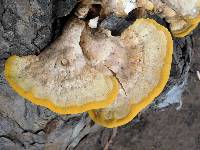 Thumbnail image of current specimen