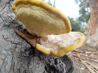 Thumbnail image of current specimen