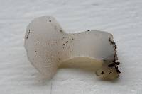 Pseudohydnum gelatinosum image