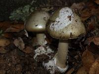 Amanita phalloides image