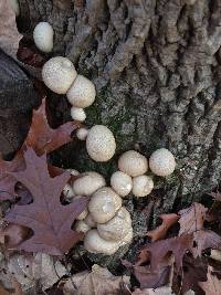 Lycoperdon pyriforme image