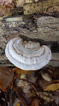 Ganoderma applanatum image