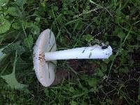 Volvariella gloiocephala image