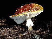 Amanita muscaria image