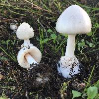 Volvariella gloiocephala image