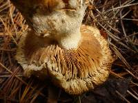 Russula amoenolens image