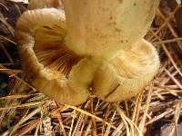 Russula amoenolens image