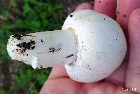 Agaricus xanthodermus image