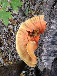 Laetiporus sulphureus image