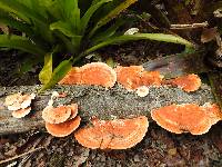 Pycnoporus coccineus image