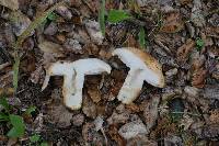 Lactarius alnicola image