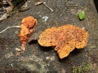 Pycnoporus coccineus image