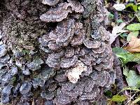 Trametes versicolor image