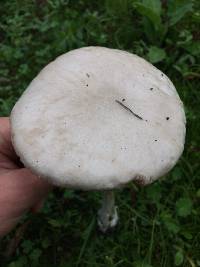 Volvariella gloiocephala image