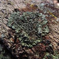 Phaeophyscia rubropulchra image