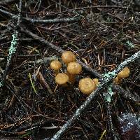 Craterellus tubaeformis image