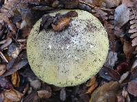 Amanita phalloides image