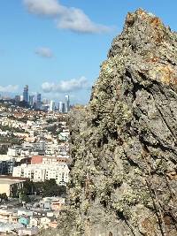 Niebla homalea image