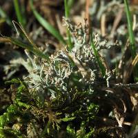 Cladonia furcata image