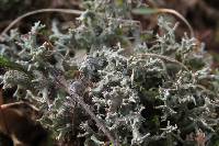 Cladonia furcata image
